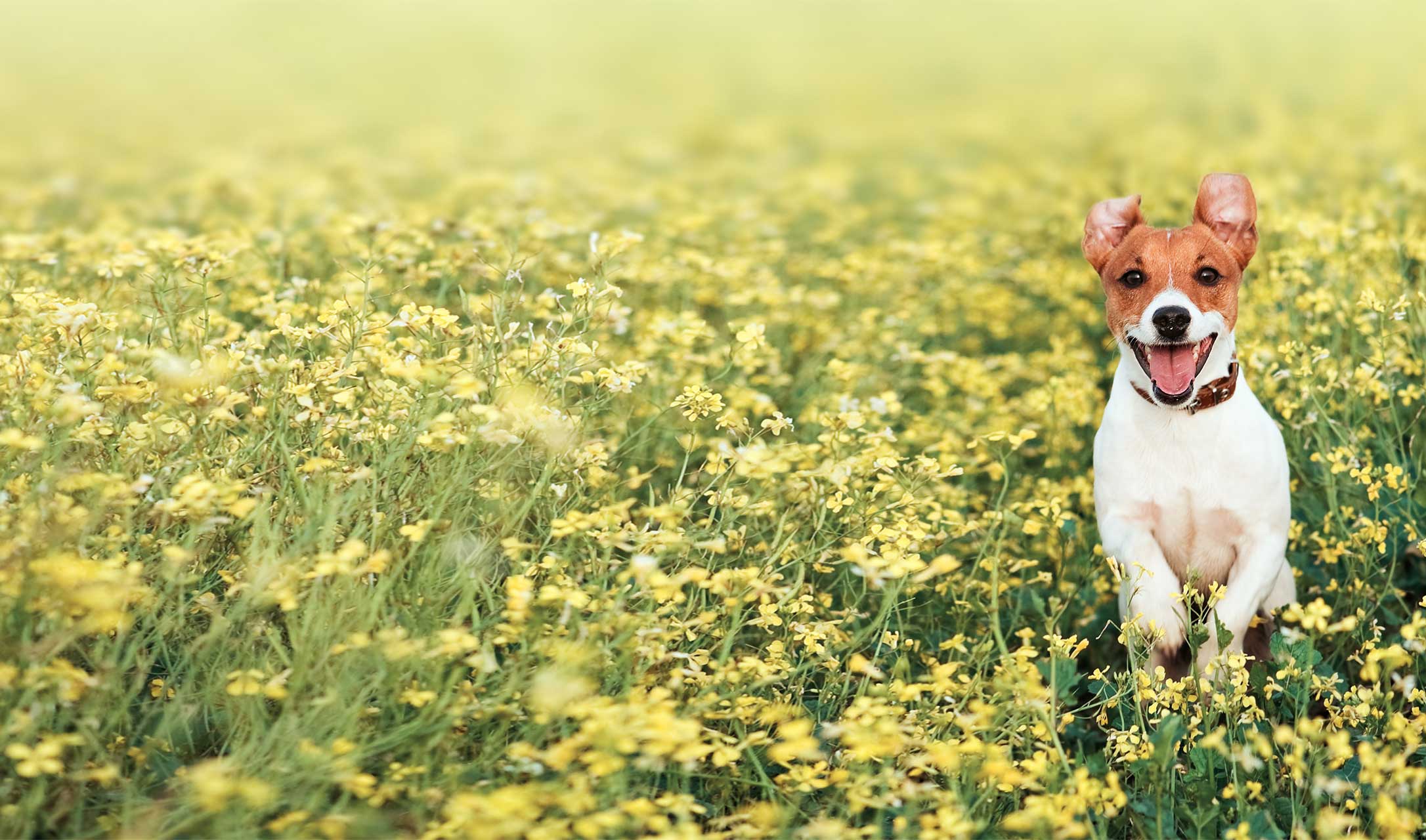 Wellness Exams Fremont, CA